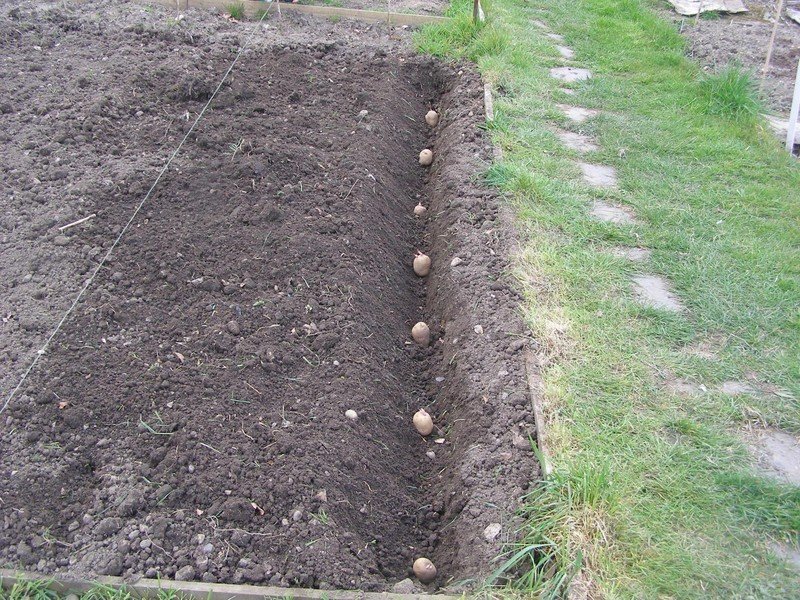 Как подготовить грядку для посадки картофеля - Росгрядка